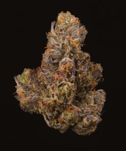 F2 BERNIEHANA BUTTER X GSC