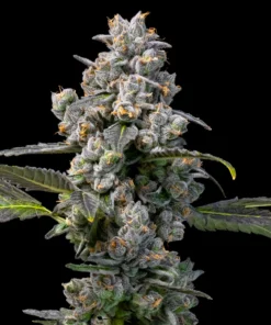 Apples & Bananas x Berniehana Butter Feminized Seeds