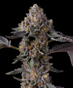 Berniehana Butter x Triple Scoop Feminized Seeds