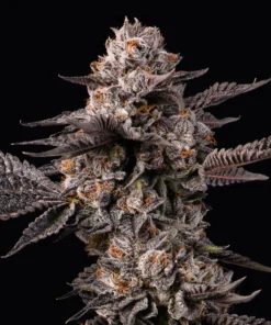 Lemon Cherry Gelato x Berniehana Butter Feminized Seeds