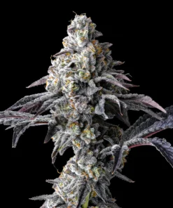 Lemon Cherry Gelato x Triple Scoop Feminized Seeds