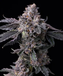 Permanent Marker x Triple Scoop COOKIES Feminized Seeds