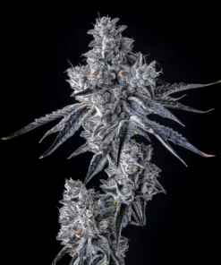 Feminized Seeds Triple Scoop x Berniahana Butter COOKIES